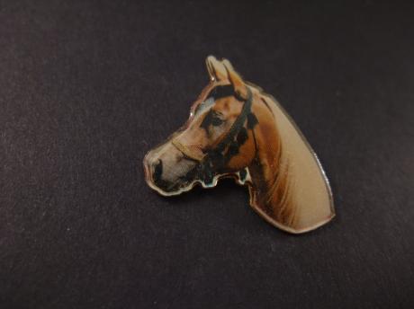 Paard ( Warmbloed)